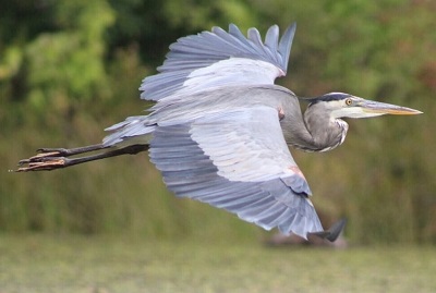 image of a blue Heron.