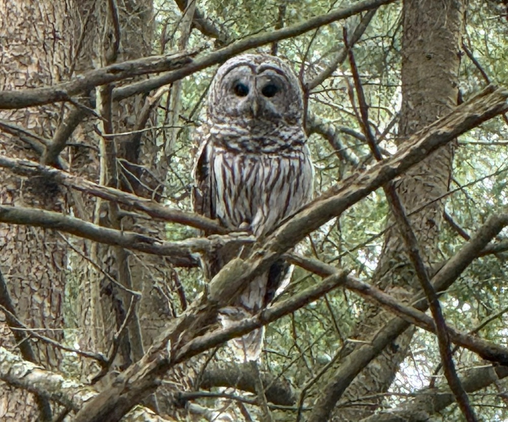 image of a barred owl.