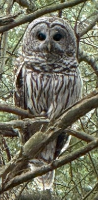 image of a Barred owl.
