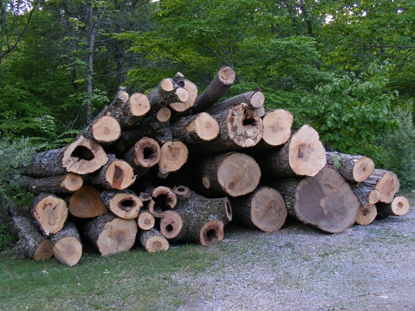 image of a pile of logs.
