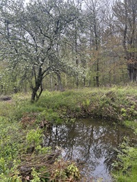 image of a pond.