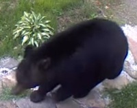 image of a bear.