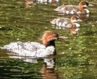 image of ducks swimming in a pond.