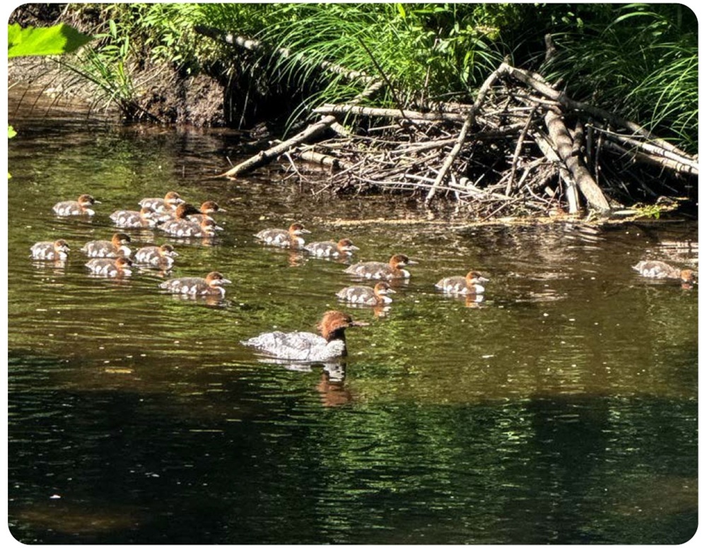 image of ducks swimming in a pond.