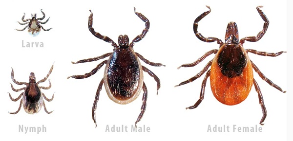 image of a tick.