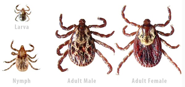 image of a tick.