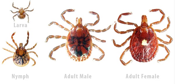 image of a tick.