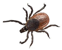 image of a tick.