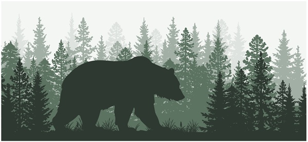 image of a bear walking in the woods.