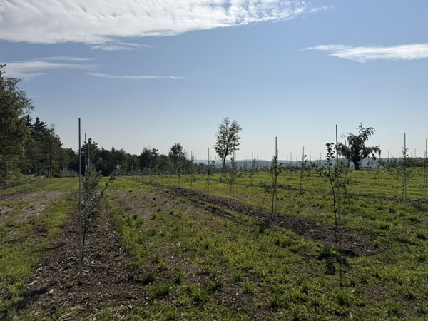 image of new  trees planted at the Sandisfield Orchard.