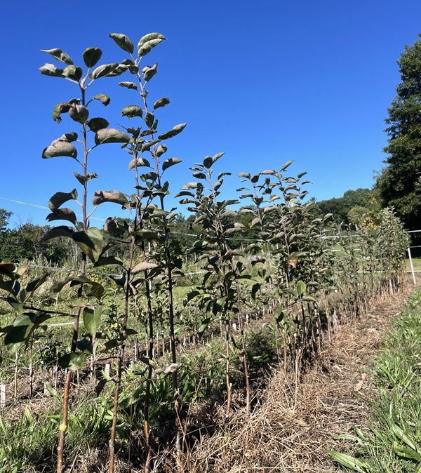 image from the Sandisfield Orchard.