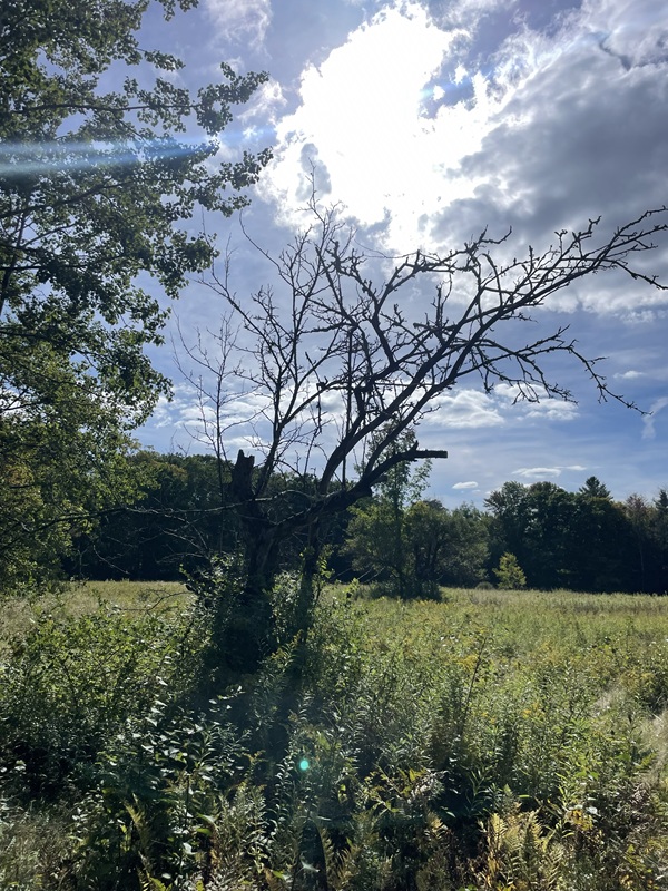 image from the Sandisfield Orchard.